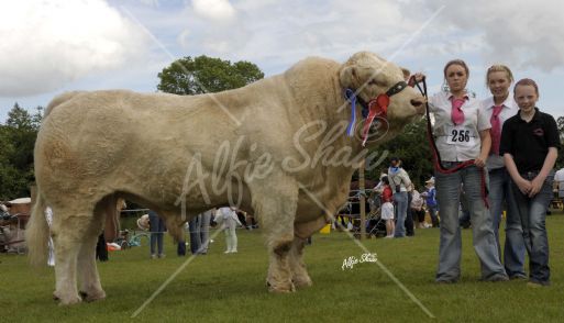 Champion Charolais and Reserve Interbreed Champion, Ashleigh Victor at Armagh Show, shown by Caoimhe, Eimear and Clodagh McGovern